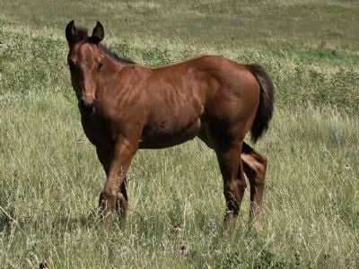 Whiskey Up Go Gos JW<BR>AQHA 6494225